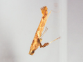 Caloptilia hemidactylella